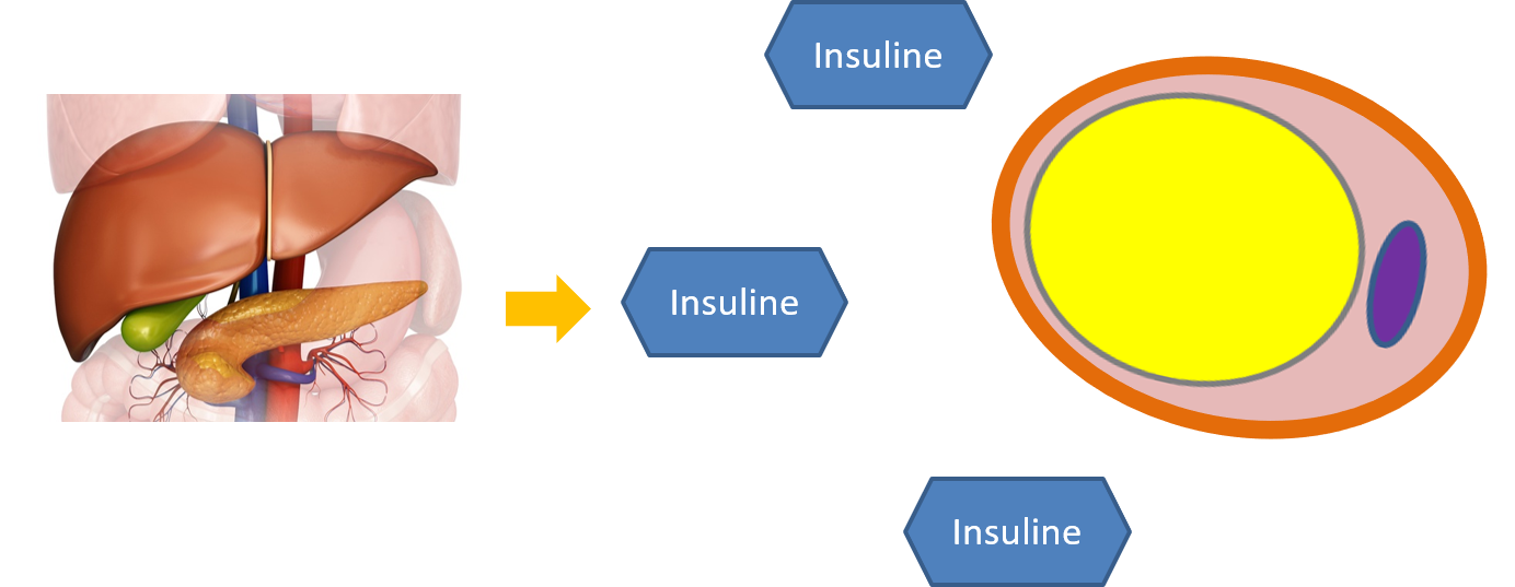 hyperinsulinisme et insulinorésistance