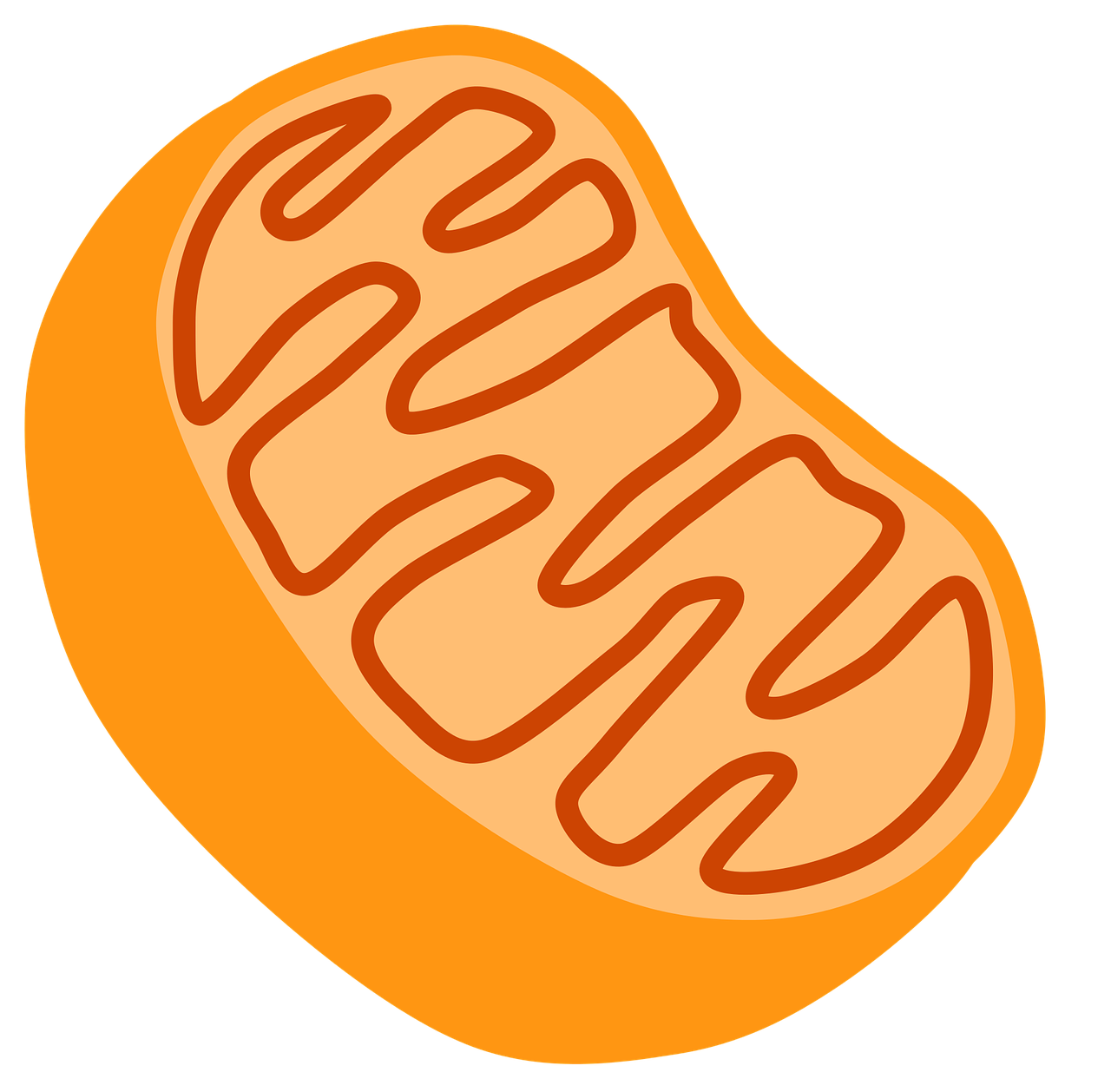 mitochondrie et métabolisme