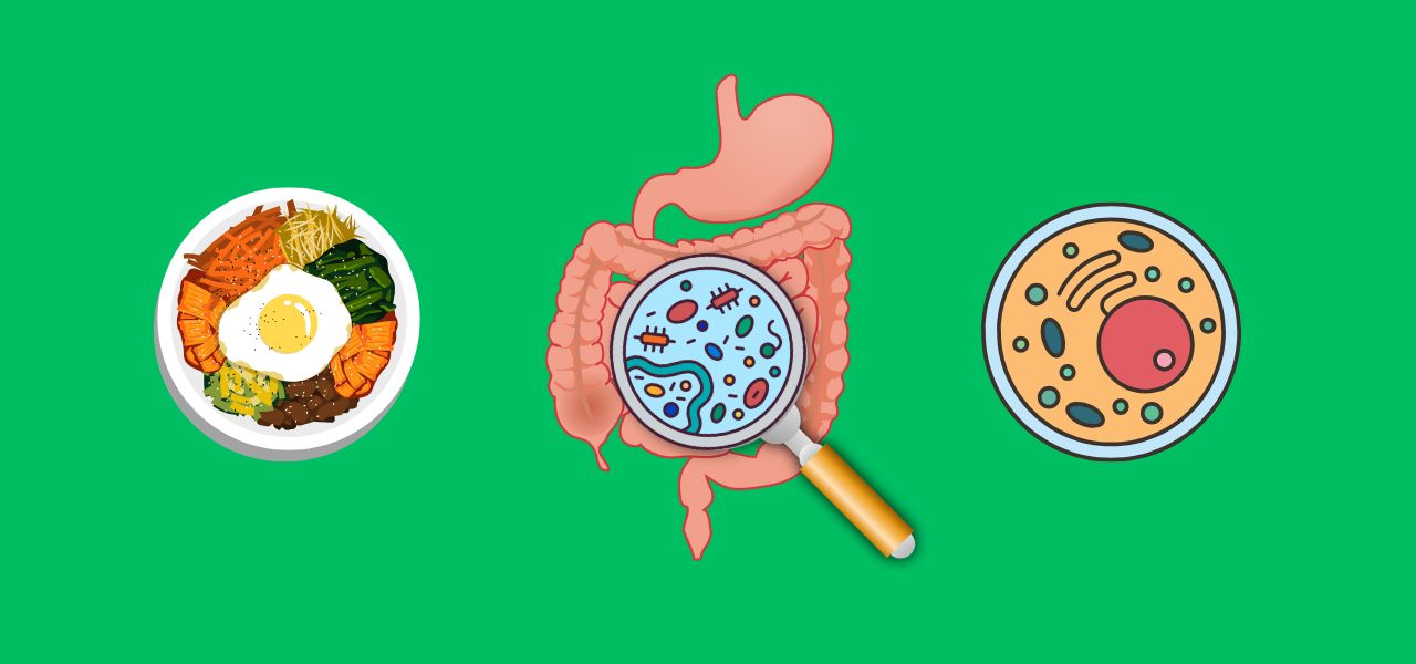 Conférence-Débat : Votre santé digestive au cœur de votre santé métabolique