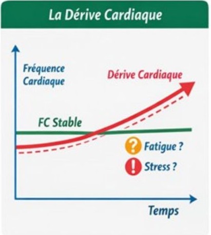 Derive-cardiaque-lors-d-un-effort-constant-en-endurance
