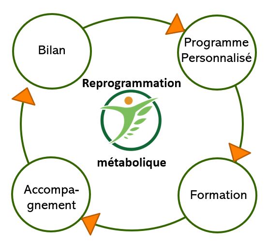 cycle de reprogrammation métabolique