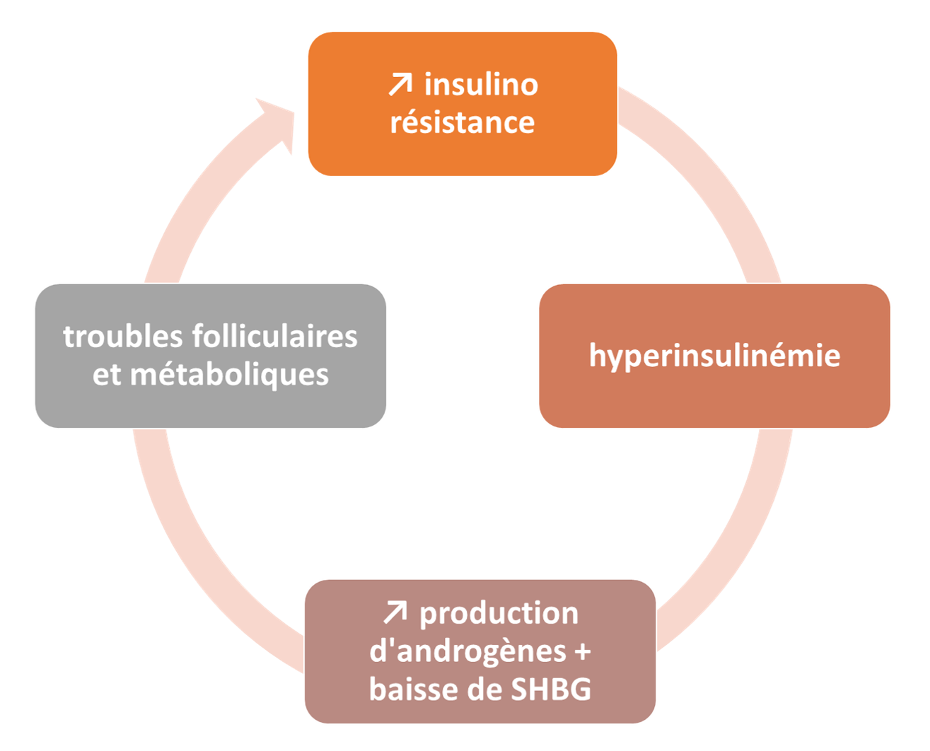 Boucle SOPK et insulinorésistance